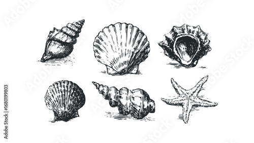 Six Diverse Seashell and Starfish Sketch Drawings on Transparent Background. Vector hand drawn illustration