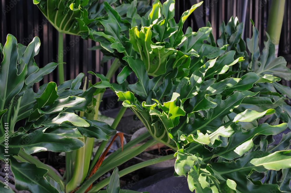 Obraz premium The vibrant green and deeply lobed leaves of a Philodendron 'Xanadu' plant are showcased in a detailed close-up. The unique texture and pattern of the foliage are highlighted, making it an excellent 