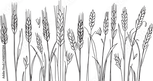 Hand Drawn Wheat Stalks Isolated on White Background Grain Harvest Illustration Black and White Line Art Design for Food and Agriculture