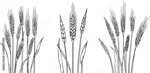 Hand Drawn Wheat Vector Illustration Featuring Harvest Grains and Agricultural Crops in Black and White for Design Elements