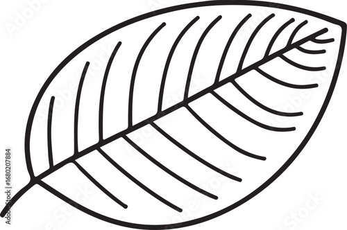 Minimalist leaf illustration with detailed veins for botanical designs and educational material showcasing plant structure and natural simplicity