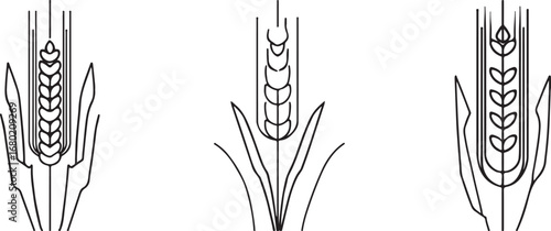 Outline Illustration of Wheat Ears Symbolizing Agriculture Harvest and Grain Production Minimalist Design Three Different Shapes Representing Variety