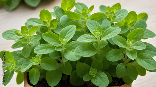 Marjoram / (Origanum majorana)