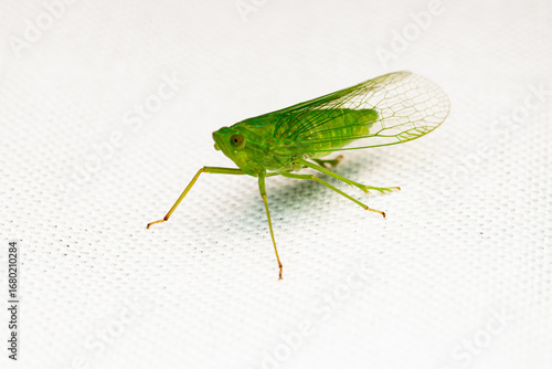 green grasshopper on a white background., A close-up macro image of a bright green leafhopper insect standing on a white fabric surface, showcasing its delicate transparent wings and slender legs.
