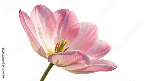 Elegant Pink Tulip Flower Macro on Black Background