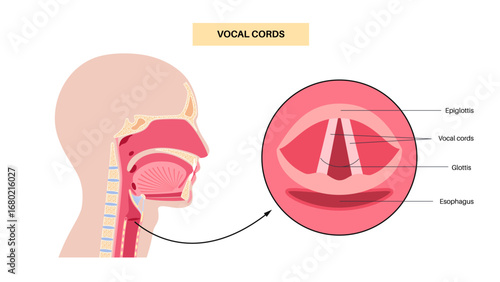 Vocal cords anatomy