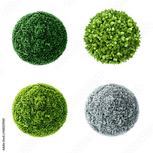 Four Lush Green and Grey Spherical Bushes, Top View