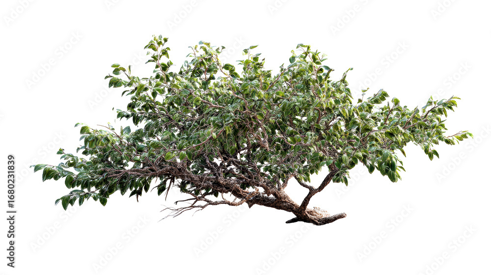 Obraz premium Gnarled Tree with Lush Green Leaves Against a Bright White Background, cut out transparent