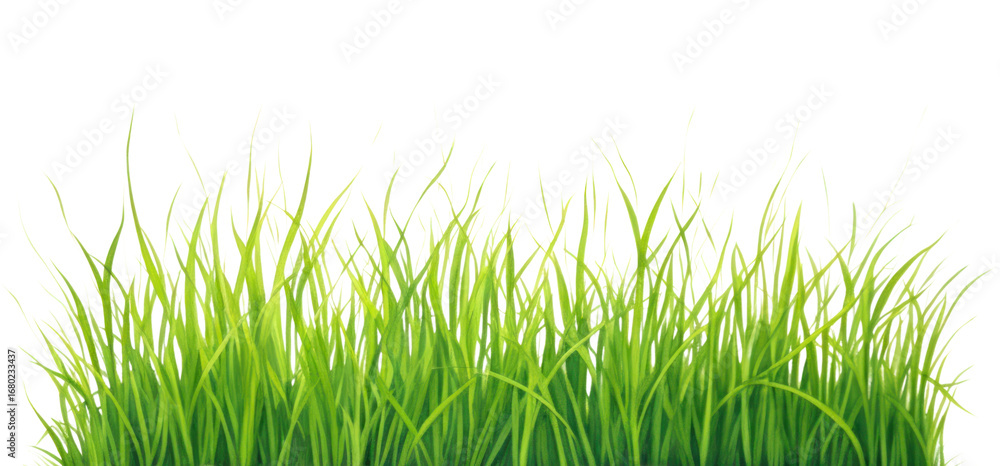 Obraz premium PNG Grass border plant green water.