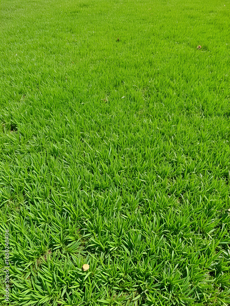 Obraz premium Uncut lawn. Green lush grass on the lawn. Lawn, carpet, natural green untrimmed grass field.