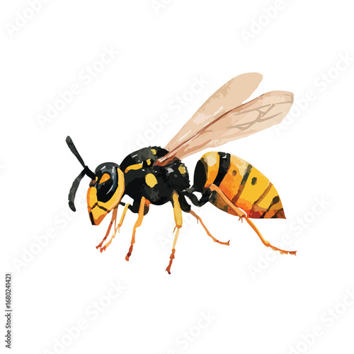Detailed watercolor illustration of a yellowjacket wasp with translucent wings