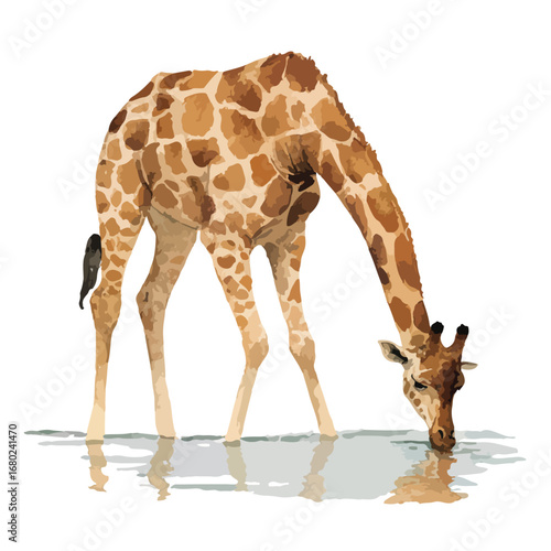 Giraffe Bending to Drink Water with Bird Perched on its Leg
