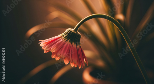 Close up of a pink gerbera daisy with a curved stem against a dark background