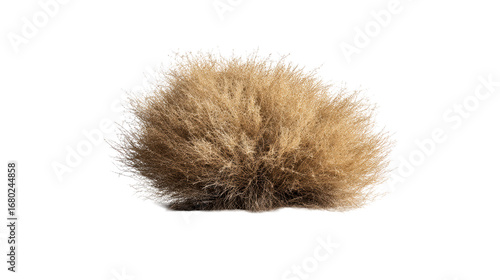 Large, dry tumbleweed bush resting on a sandy terrain, cut out transparent