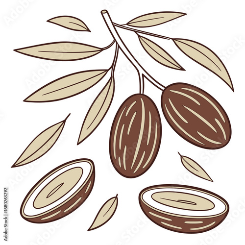 Dates on a Branch with Leaves and Halved Fruits Illustration palm fruit