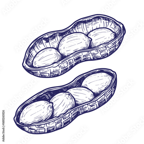 Artistic hand drawn illustration of peanuts in their shells in a vintage engraving style