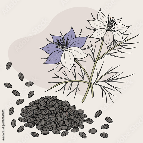 Nigella Sativa Flowers and Seeds Illustration black cumin kalonji