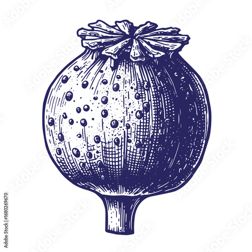 Detailed engraved illustration of a poppy seed head depicting botanical and vintage aesthetics
