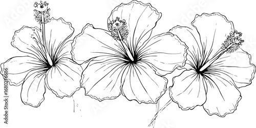 Elegant Hibiscus Trio Line Art