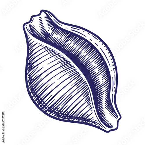 Intricately detailed engraved illustration of a conch shell in dark blue color