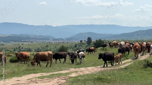 Wallpaper Mural A large herd of cattle, including cows and calves, grazes peacefully on a lush green pasture. In the background, rolling mountains and a distant village complete the picturesque rural landscape. Torontodigital.ca
