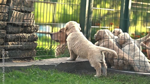 small dogs golden retriever puppies in a cage