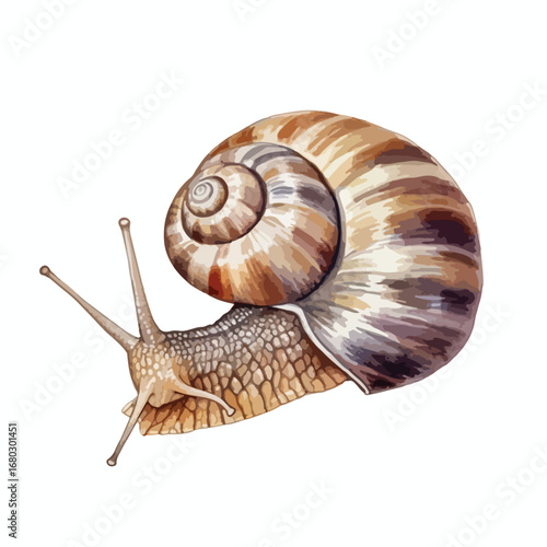 Detailed illustration of a snail with a brown striped shell and extended antennae