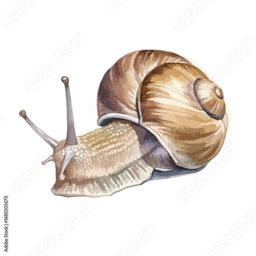 Detailed Watercolor Illustration of a Common Snail with Textured Shell