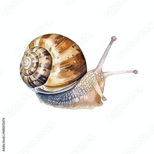Detailed Watercolor Illustration of a Snail with Brown and Beige Shell