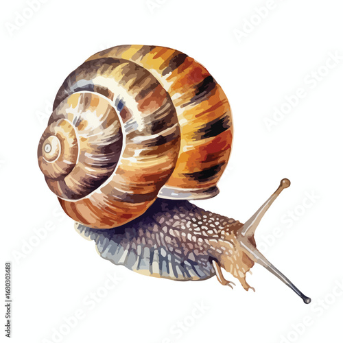 Detailed Watercolor Illustration of a Striking Snail with a Swirled Shell