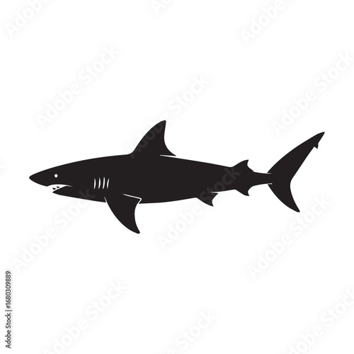 shark isolated on white