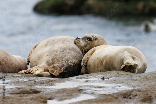 Harbor Seals Lounging on Rocks