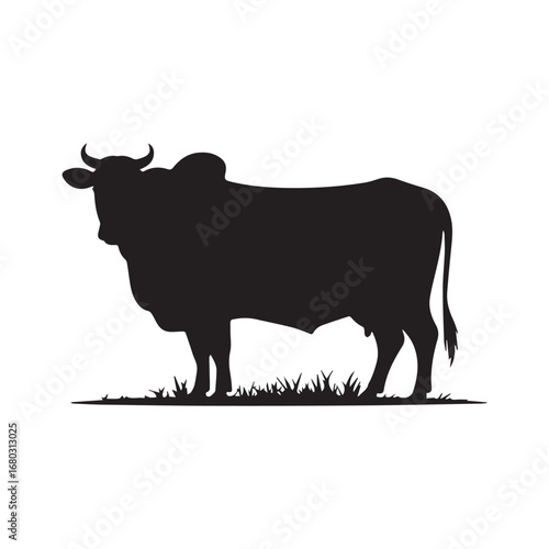 Silhouette of indian cow 