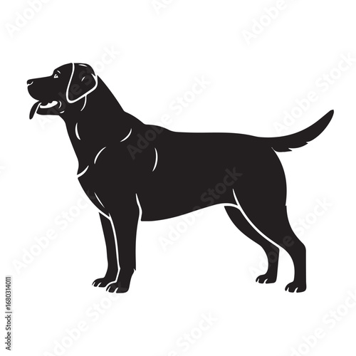 black labrador retriever dog