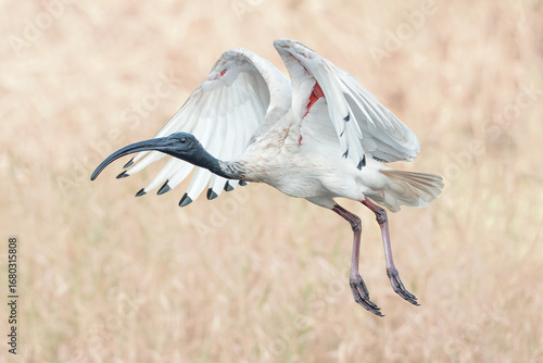 A flying wild Australian white ibis (Threskiornis moluccus) isolated against a blurred grassland background, Australia