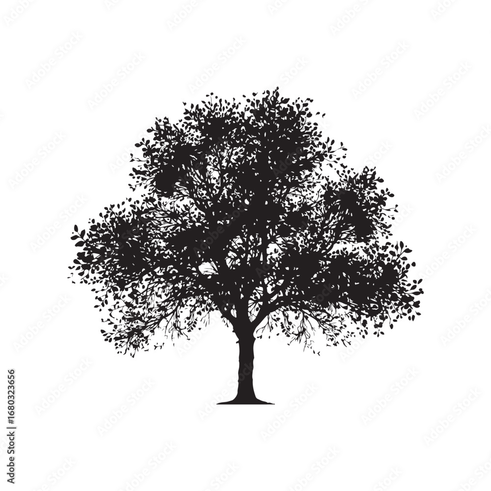 Fototapeta premium Cottonwood Vector (4).eps