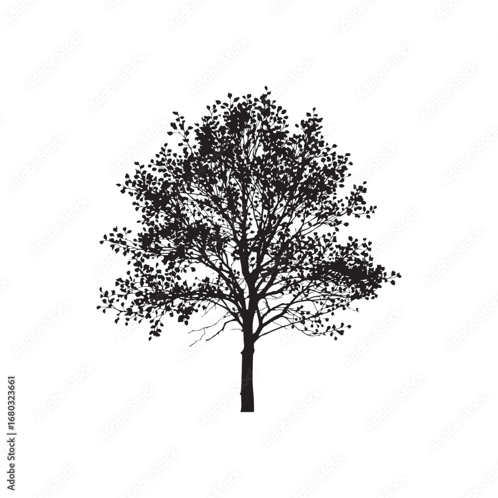 Obraz premium Cottonwood Vector (3).eps