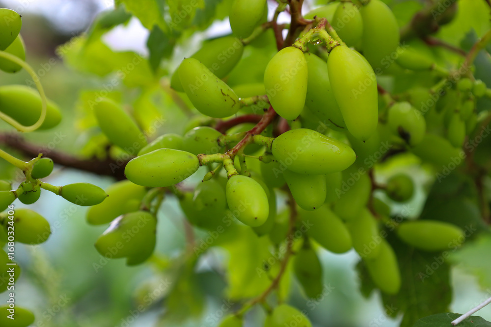 Fototapeta premium ​A close-up of a cluster of unripe green grapes hanging on their vines. This photograph conveys a sense of growth, freshness, and the anticipation of a future harvest on a summer day.
