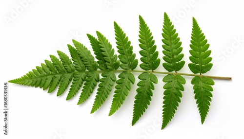 Single green fern leaf with feathery symmetry on a white background