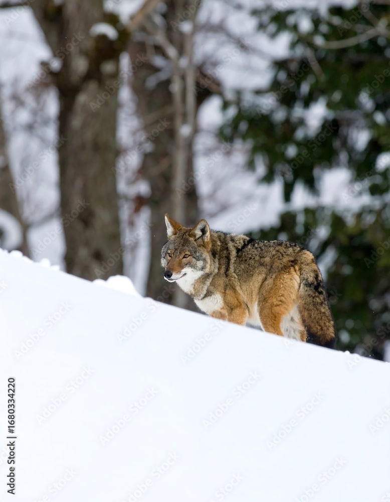 Obraz premium Coyote in snowy landscape (1)