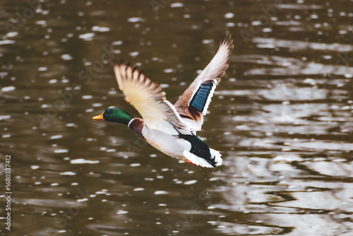 S1tockente im Abflug 