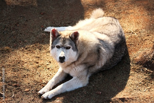 Wolf relaxing in the mid-summer sun 