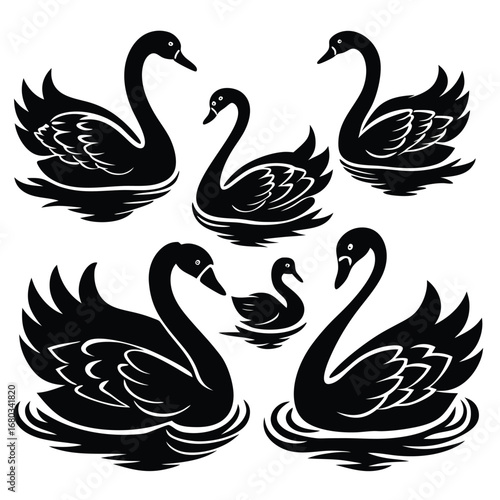 black and white swans