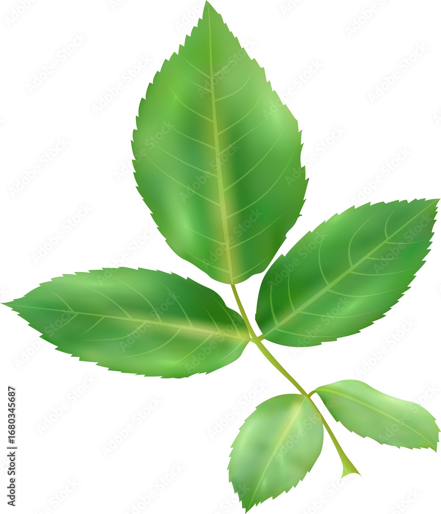 Fototapeta premium green leaf isolated on white