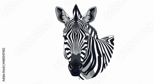 Black and white portrait of a zebra head isolated.