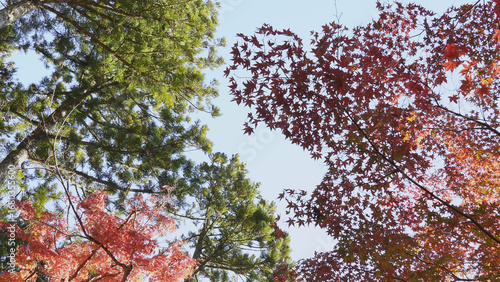 高野山（紅葉,自然,4K）