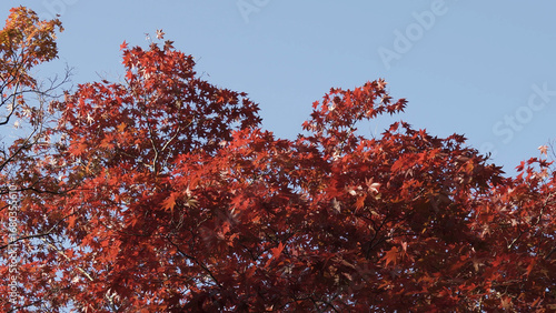 高野山（紅葉,自然,4K）
