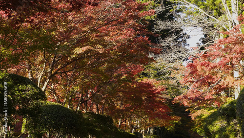 高野山（紅葉,自然,4K）