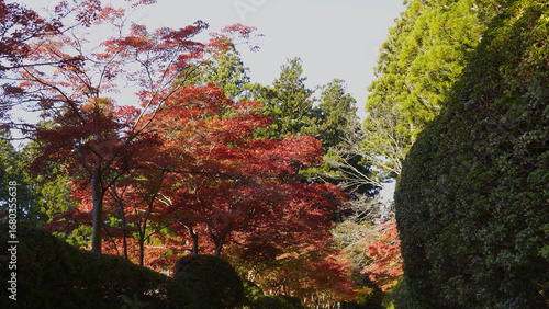 高野山（紅葉,自然,4K）