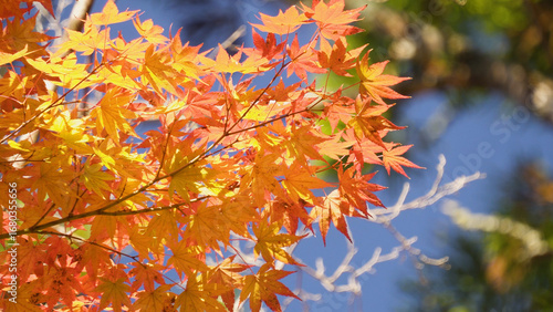 高野山（紅葉,自然,4K）